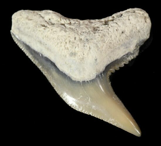 Fossil Tiger Shark Tooth - Lee Creek (Aurora), NC #47670